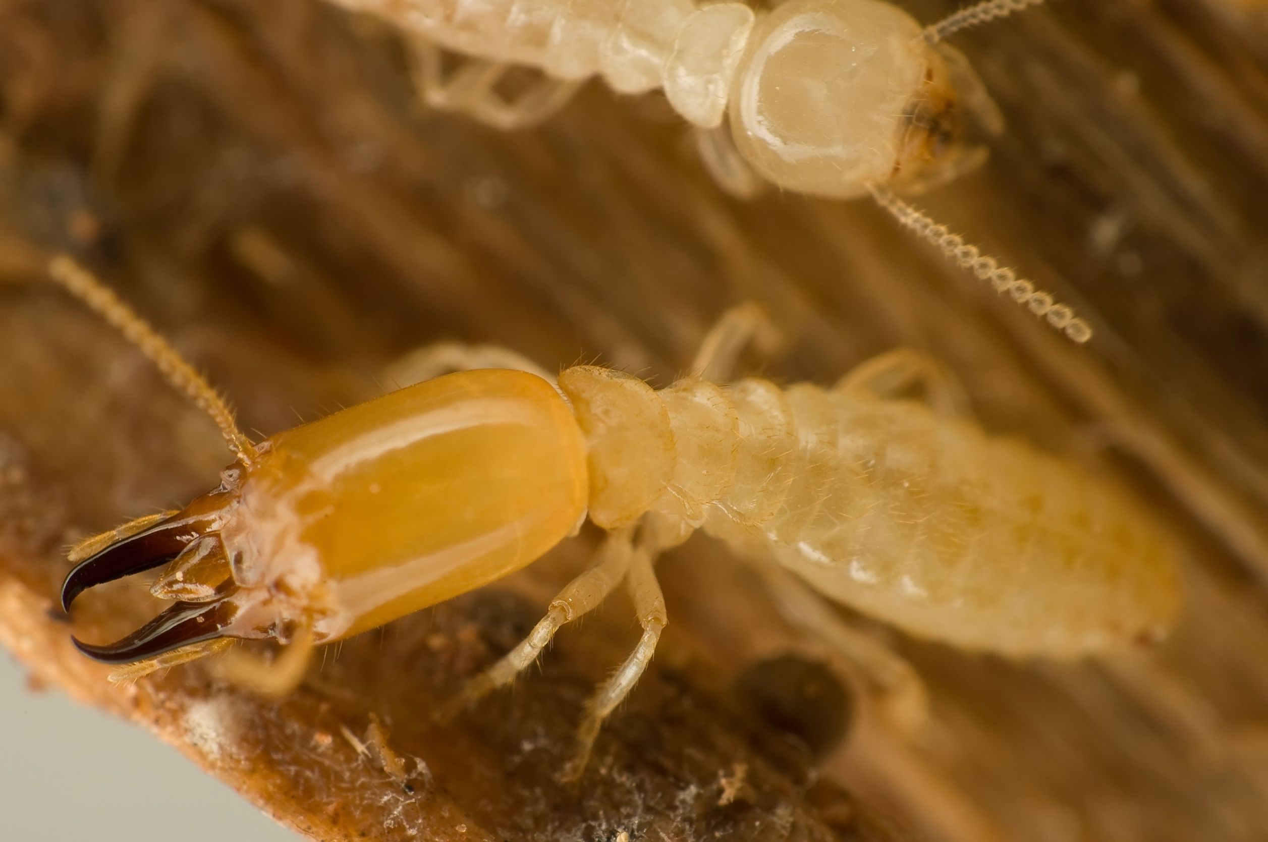 Effective Methods for Dealing with Termites in Baltimore, MD - Globle ...