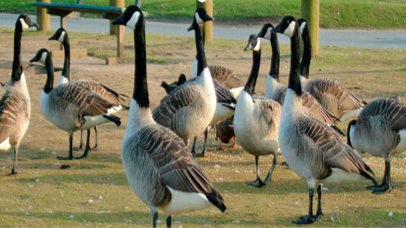 Don’t Let the Majestic Beauty Fool You: Seek Professional Geese Removal in Columbus, OH