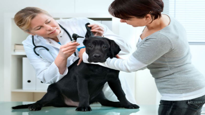 What to Expect from a Holistic Animal Hospital