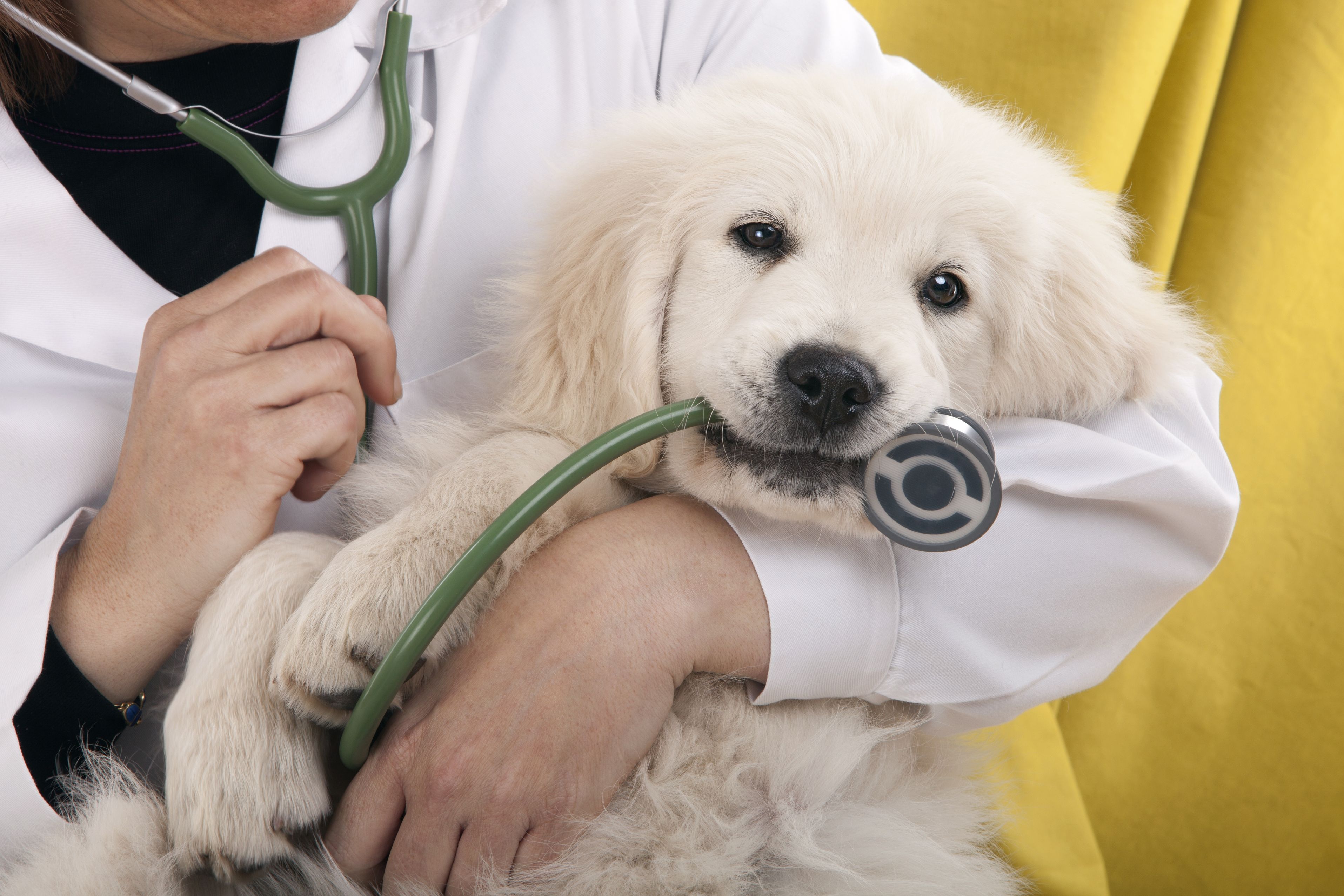 A Pet Hospital in Murrieta, CA Offers Necessary Care For Your Beloved Pet