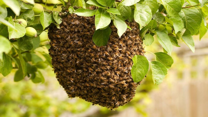 Get Professional Help To Handle A Honey Bee Swarm In Columbus OH