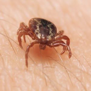 How to Protect Your Family Against Ticks in Freehold NJ