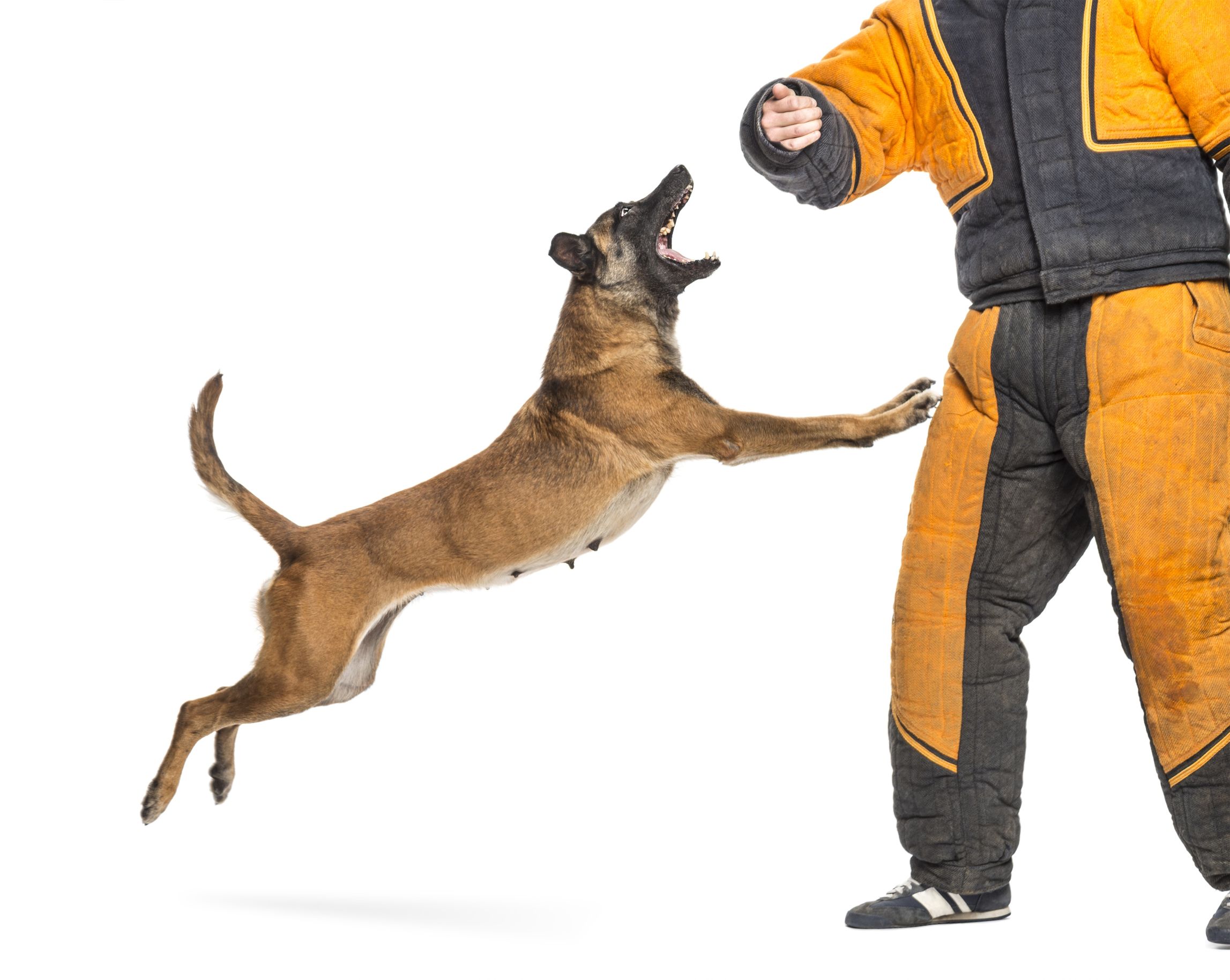 Have Your Service Dog Trained Professionally