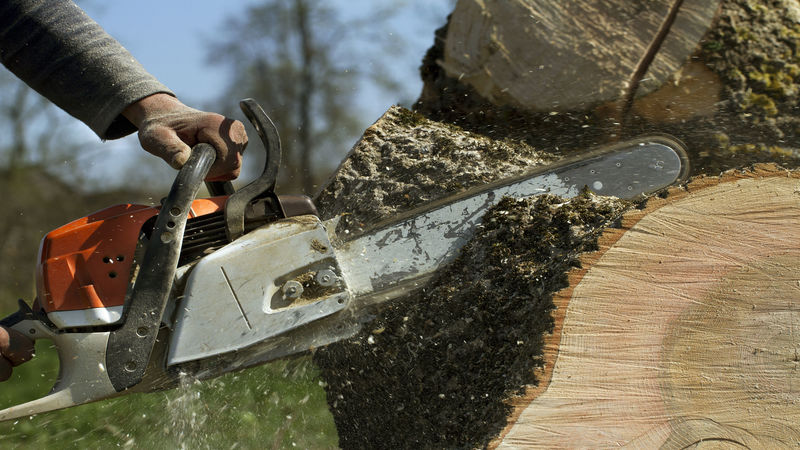 How to Determine If You Need Help from Tree Removal Experts in Dunwoody, GA