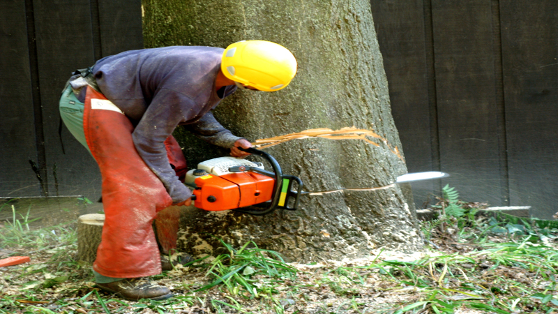 The Importance of Arborists
