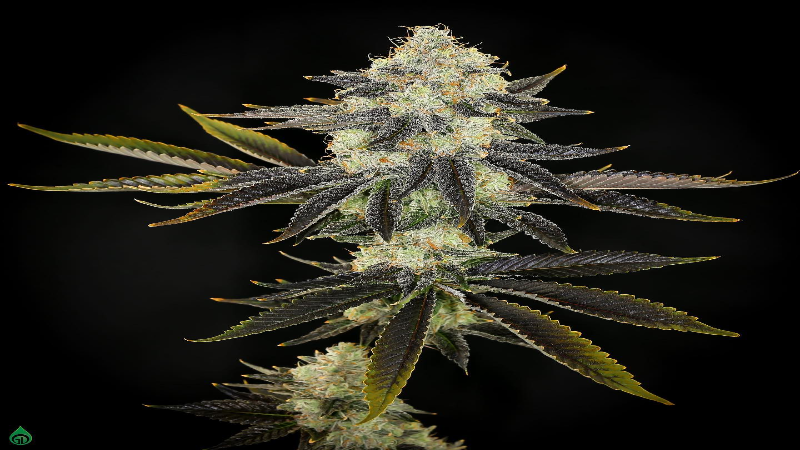 Looking For a Quality Cannabis Brand? Try Snaxland in Denver