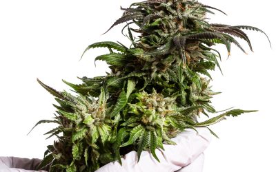 Things to Know About the Lemon Cherry Gelato Strain