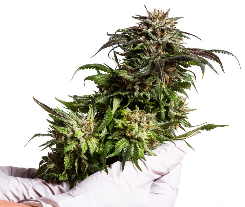 Things to Know About the Lemon Cherry Gelato Strain
