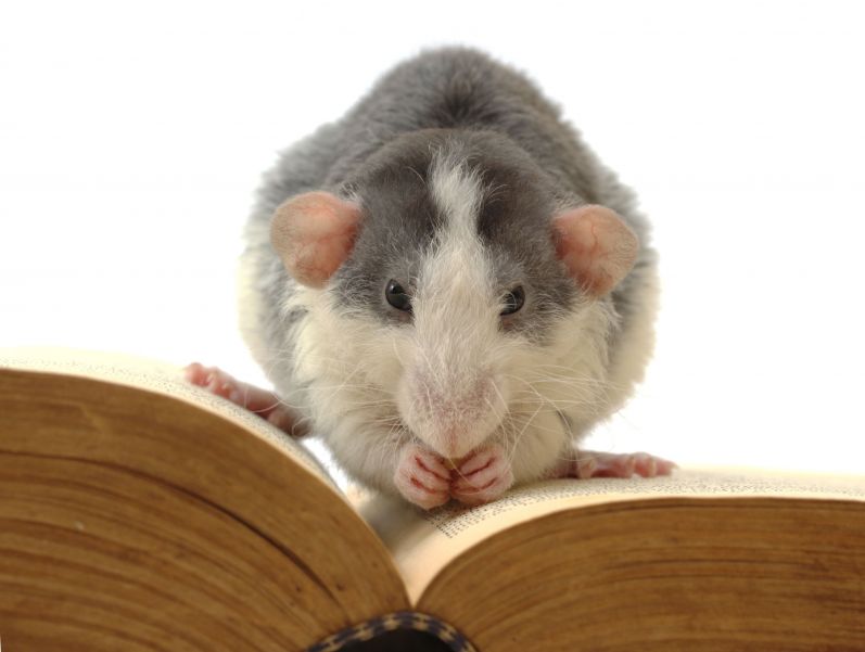 The Dangers of Rodents in Your Home in the Auckland Area