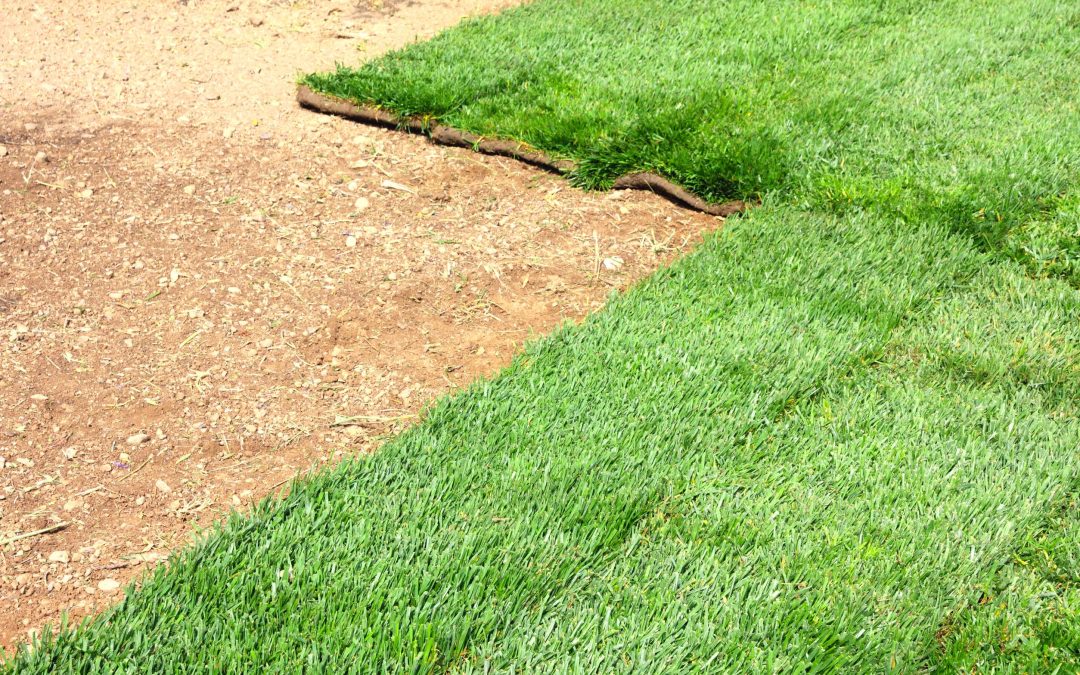 The Benefits of St. Augustine Sod in Temecula, CA