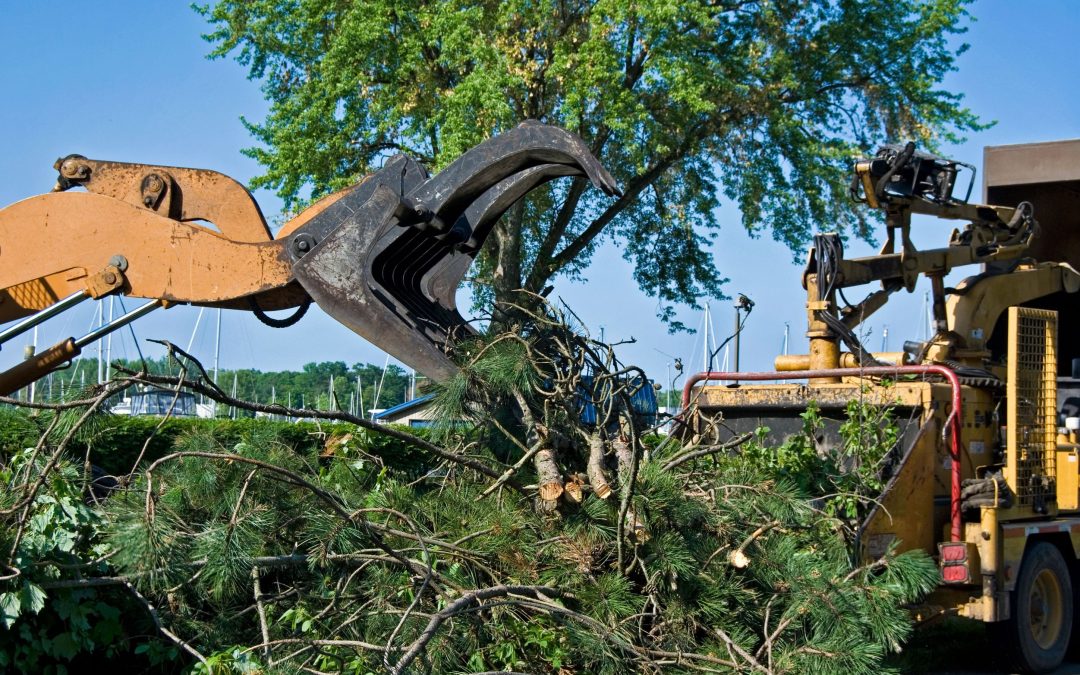 Tree Removal in Vincennes, IN, Balancing Aesthetic Value with Safety for Homes and Businesses