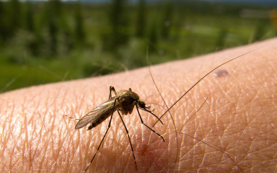 Eliminate Mosquitoes With Expert Residential Mosquito Control in Clearwater, FL