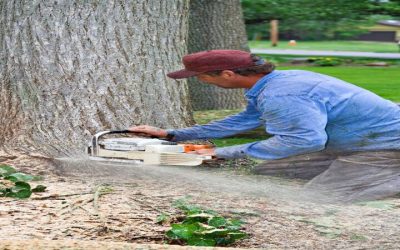 Tree Removal in Omaha, NE: Expert Solutions For Safe And Healthy Landscapes