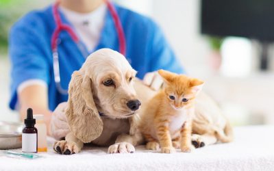 Excellent Vet in Phoenix, AZ, for Your Furry Friends