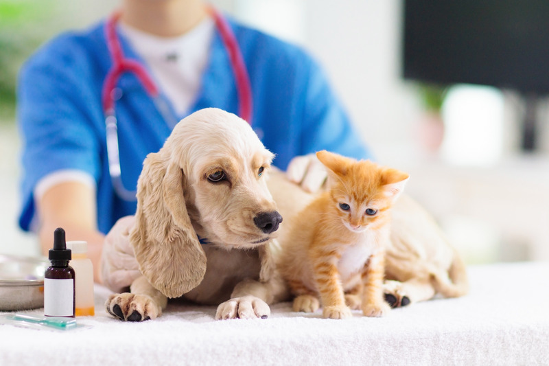 Excellent Vet in Phoenix, AZ, for Your Furry Friends