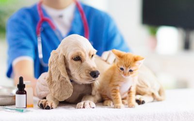 How to Find a Trustworthy Vet Monmouth County NJ Residents Recommend for Pet Care