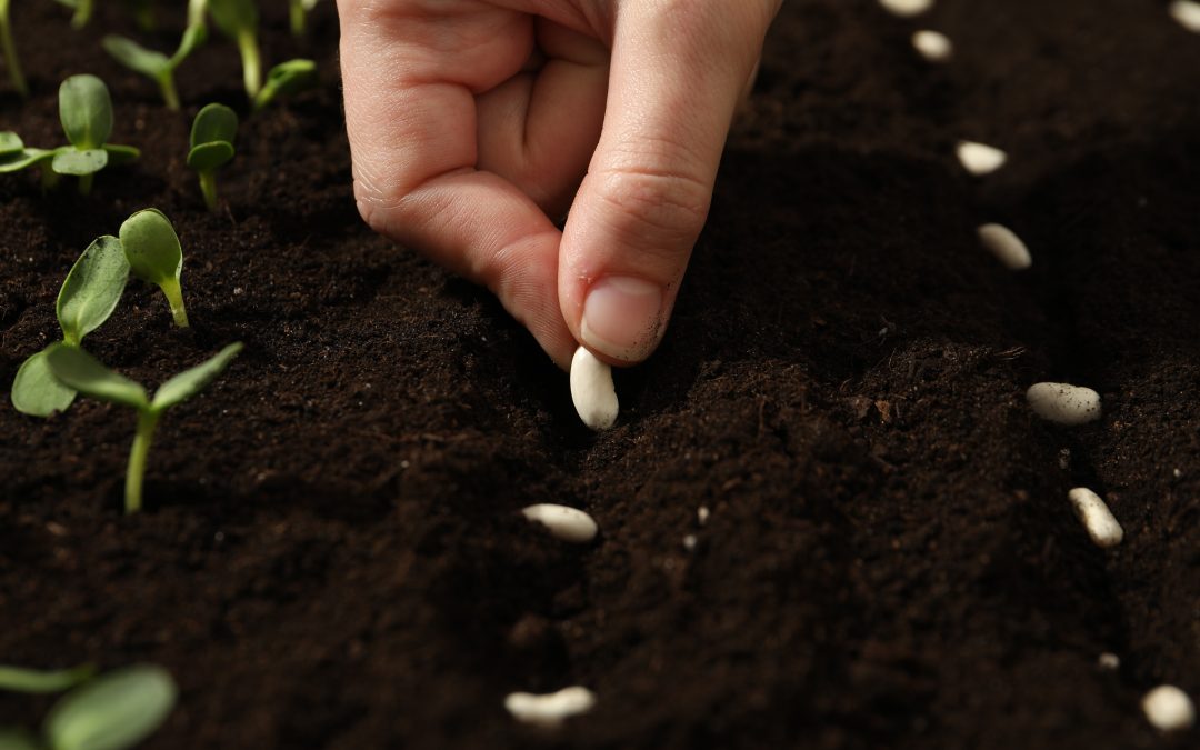 Effective Weed Control Solutions in Olive Branch, MS for a Pristine Lawn