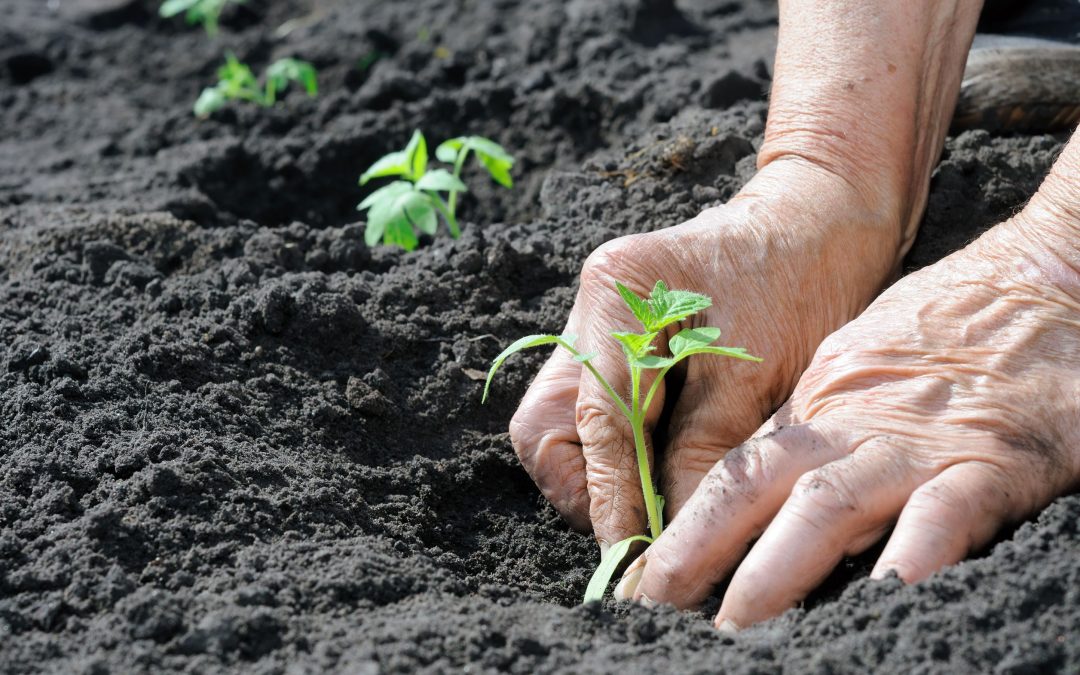 Achieve Long-Term Soil Health Using Green Agricultural Fertilizers, Cedar County, MO Methods
