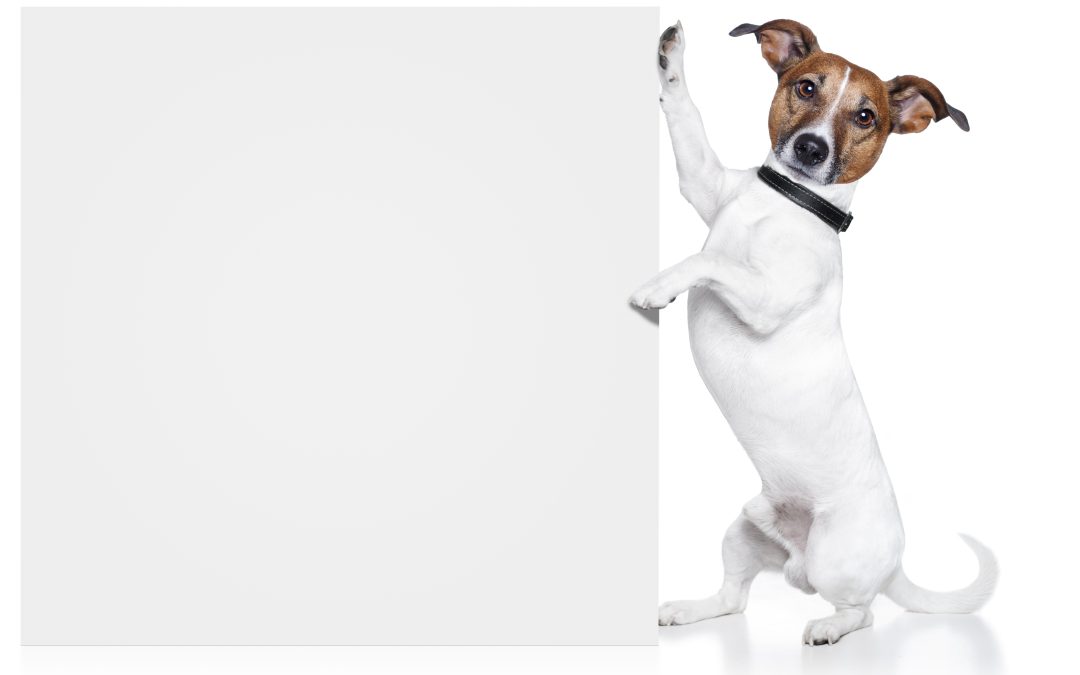 Protect Community Health by Prioritizing Dog Waste Management in Aurora, CO Parks