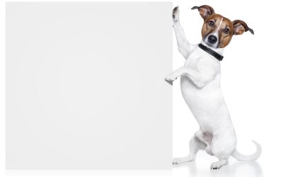 Protect Community Health by Prioritizing Dog Waste Management in Aurora, CO Parks