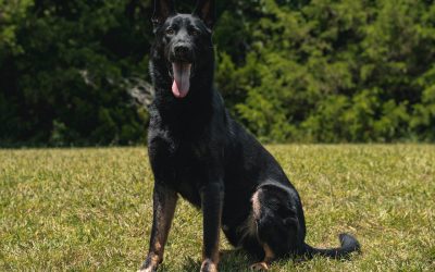 How the Best Family Protection Dogs Can Keep Your Home Safe and Children Secure