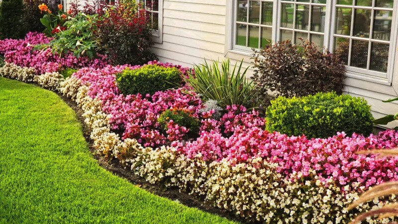 Protecting Pets and Families with Effective Flea Control for Lawn Shelbyville, KY Solutions
