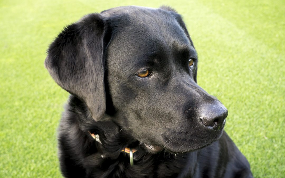 Why a Belgian Malinois Protection Dog Is the Ultimate Family Guardian in America