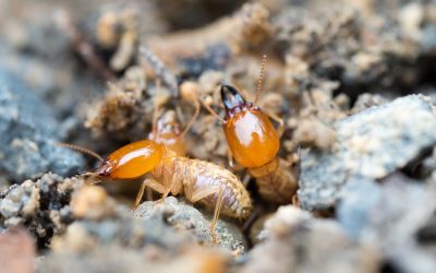 Peace Of Mind For Families Begins With Professional Termite Control NJ Services