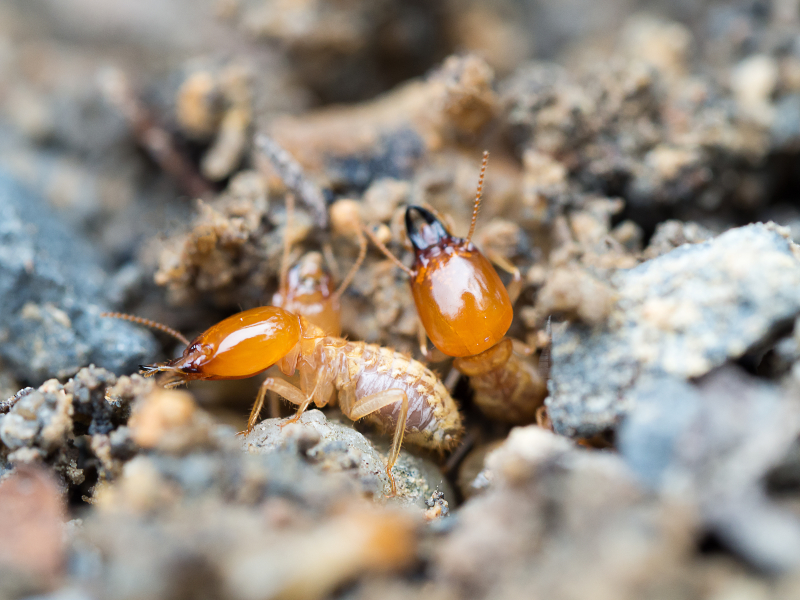 Peace Of Mind For Families Begins With Professional Termite Control NJ Services