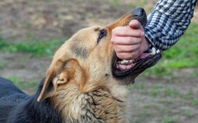 Your Legal Rights After a Dog Attack Bite Compensation Minocqua WI Residents Should Know