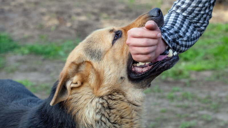 Your Legal Rights After a Dog Attack Bite Compensation Minocqua WI Residents Should Know