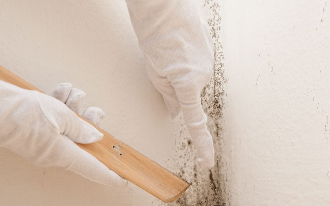 Your Health Matters When You Choose a Mold Removal Specialist in Omaha, NE. Trust Most
