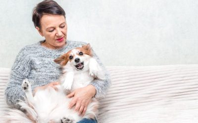Stress-free Solutions With Dog Boarding In NYC For Worry free Pet Care When Traveling