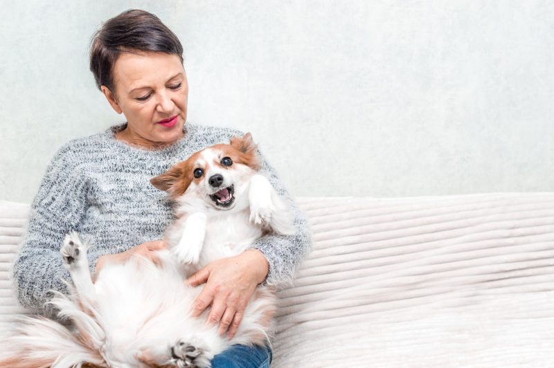Stress-free Solutions With Dog Boarding In NYC For Worry free Pet Care When Traveling