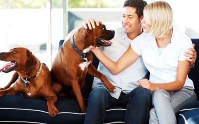 Find Affordable Comfort With Pet Friendly Apartments For Rent Lafayette IN Residents Love