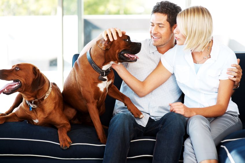 Find Affordable Comfort With Pet Friendly Apartments For Rent Lafayette IN Residents Love