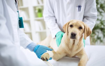 Choosing the Right Veterinary Surgery Austin TX for Compassionate Pet Care Solutions